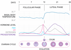 Как жените силови атлети да изградят 40 % повече мускули