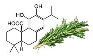 Неподозираните ефекти от карнозната киселина в Розмарина. Мускулна маса, горене на мазнини