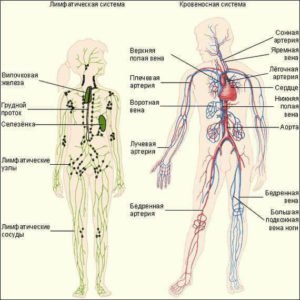 Лимфна система и кръвоносна система