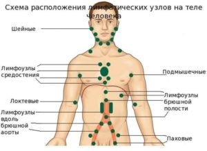 лимфна система в човешкото тяло