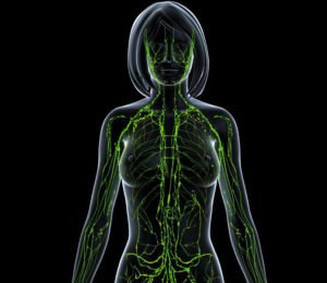 Лимфна система жена