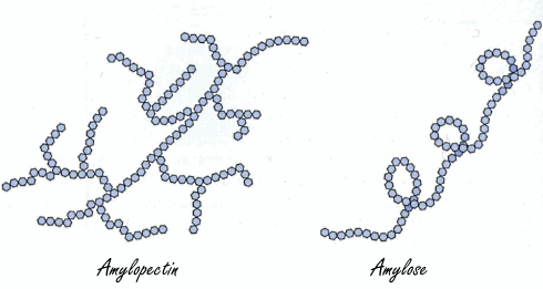 Молекули на амилопектина и амилозата