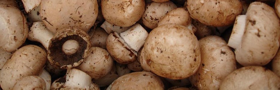 Печурки за по-бързи резултати от диетата