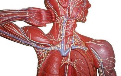 Колко малко знаем за лимфната система